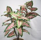 Pink Caladium